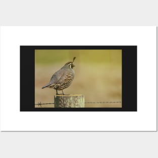 CA Quail Posters and Art